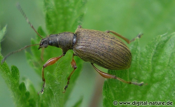 Phyllobius glaucus