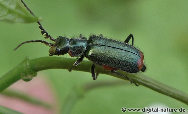 Zweifleckiger Zipfelkäfer Malachius bipustulatus