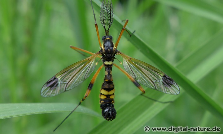Ctenophora festiva Männchen