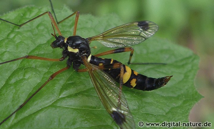 Ctenophora festiva Weibchen