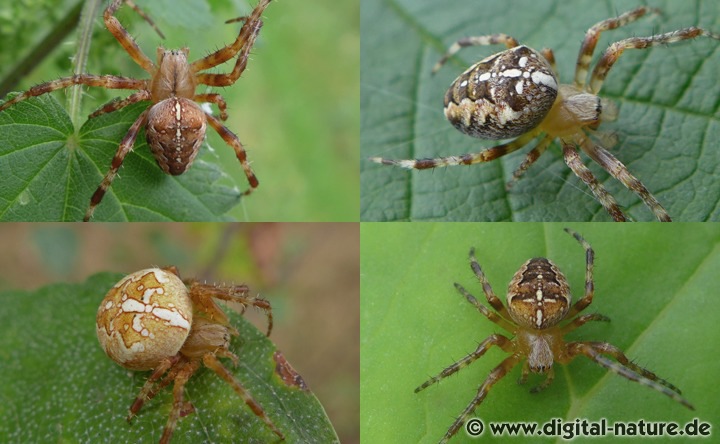Die Weibchen der Gartenkreuzspinne sind sehr variabel gefärbt