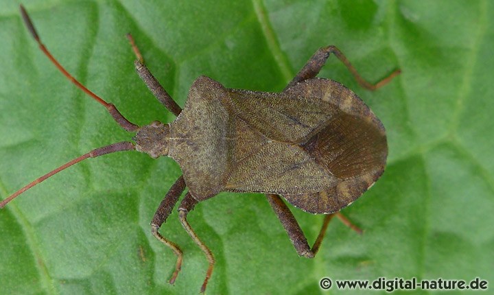 Große Randwanze Nahrungspflanzen