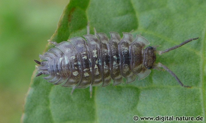 Oniscus asellus Merkmale