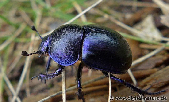 Frühlingsmistkäfer Trypocopris vernalis