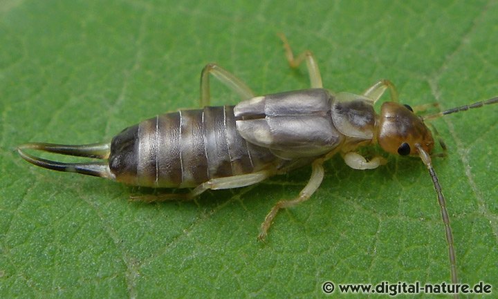Nützling Gemeiner Ohrwurm (Weibchen)