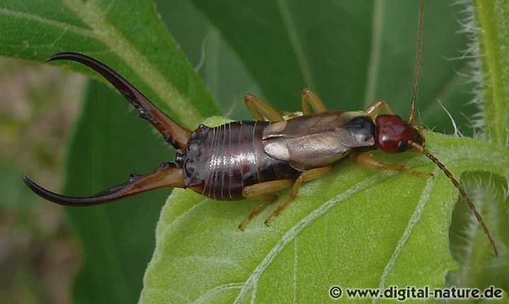 Forficula auricularia Männchen