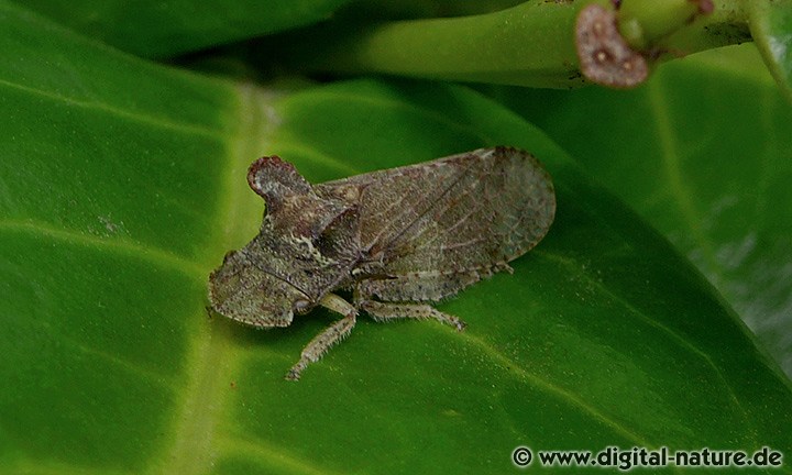Ledra aurita