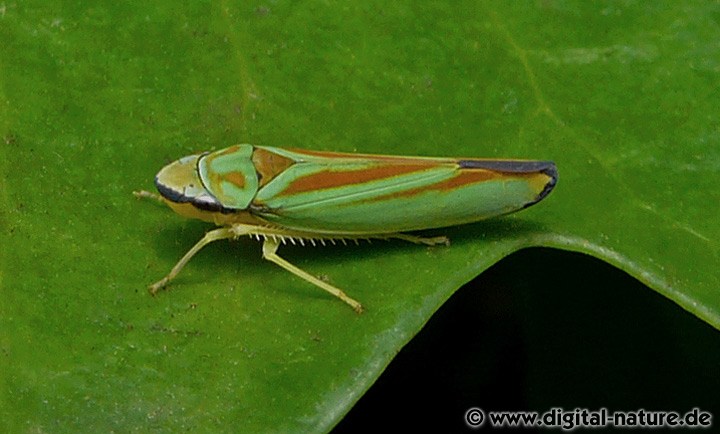 Graphocephala fennahi wurde nach Deutschland eingeschleppt