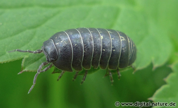 Gemeine Rollassel Armadillidium vulgare