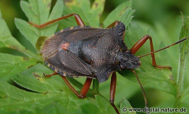 Rotbeinige Baumwanze Pentatoma rufipes