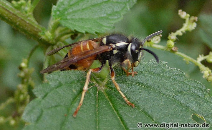 Rote Wespe Vespula rufa
