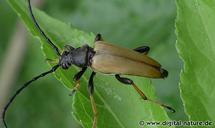 Rothalsbock Männchen