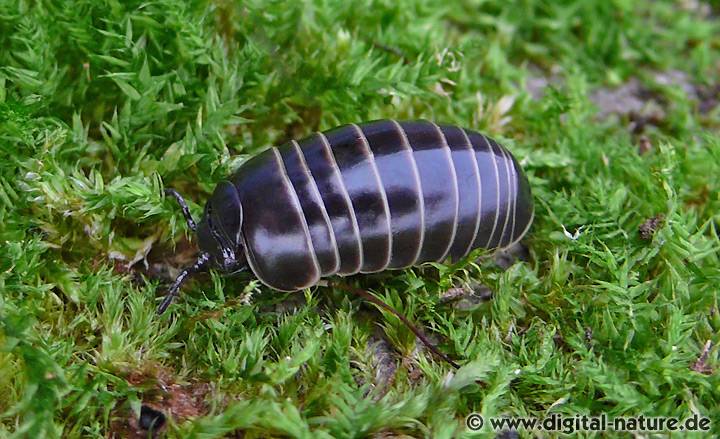 Glomeris marginata Merkmale