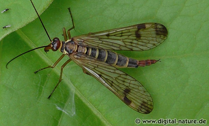 Panorpa cognata Merkmale