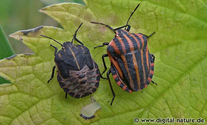 Graphosoma italicum Larve und Imago