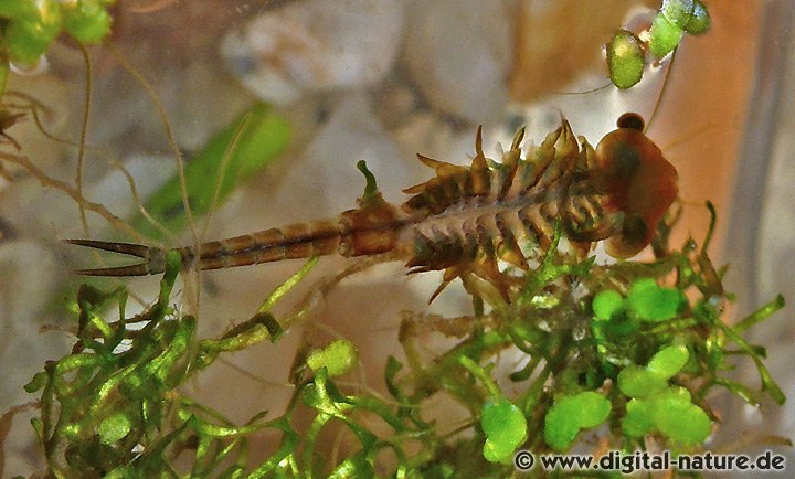 Feenkrebs oder Frühjahrskiemenfuß Eubranchipus grubii