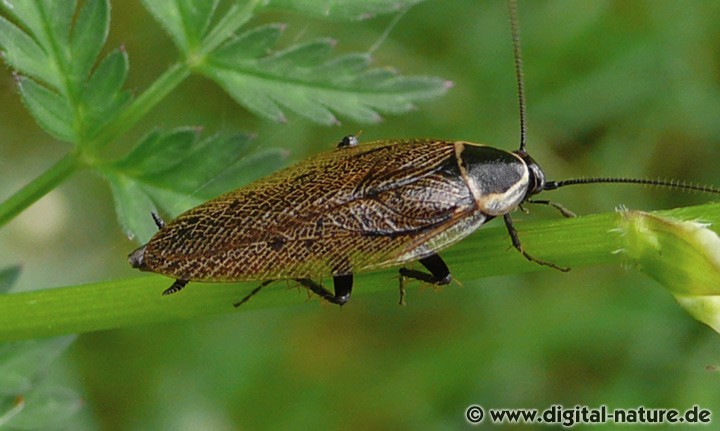 Echte Waldschabe Ectobius sylvestris