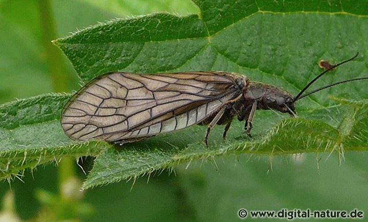 Gemeine Schlammfliege oder Seeschlammfliege