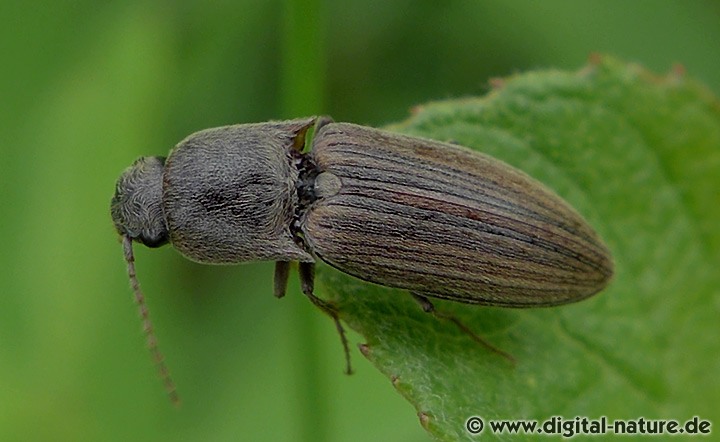 Saatschnellkäfer Agriotes lineatus