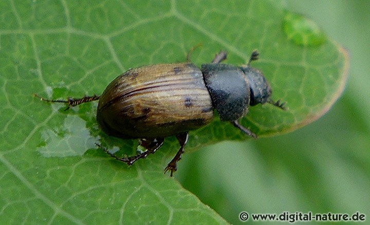 Gefleckter Dungkäfer Aphodius distinctus