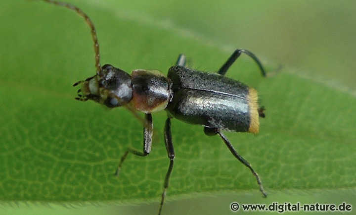 Axinotarsus pulicarius Männchen