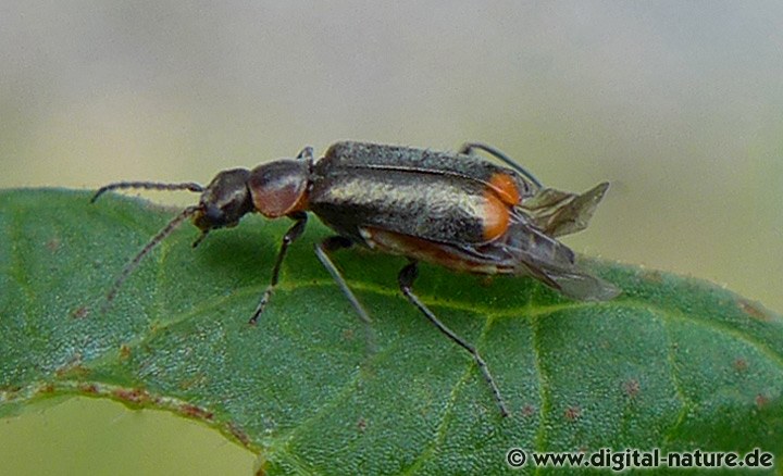 Kleiner Warzenkäfer Weibchen