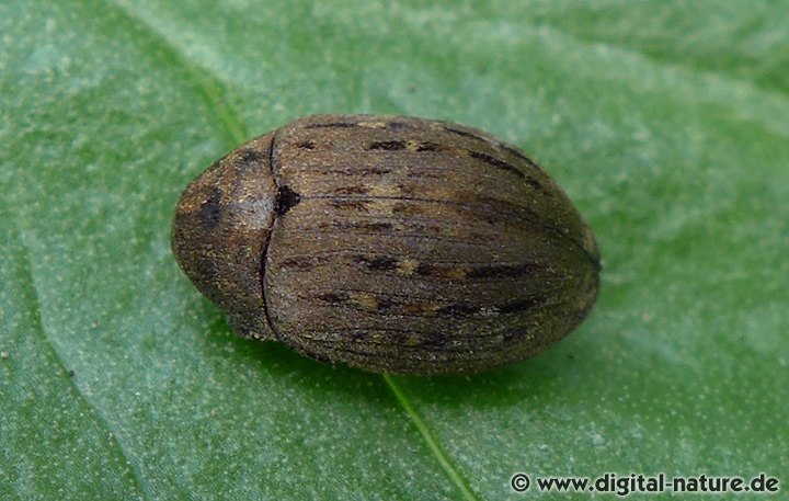 Gemeiner Pillenkäfer Byrrhus pilula