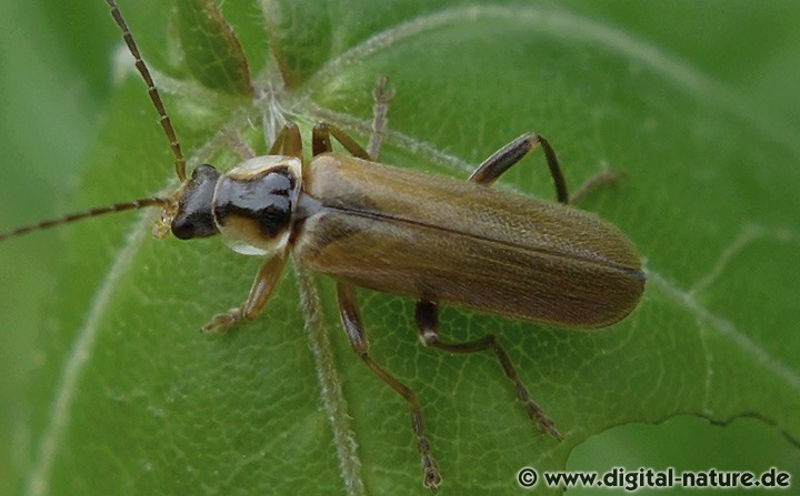 Weichkäfer Cantharis decipiens