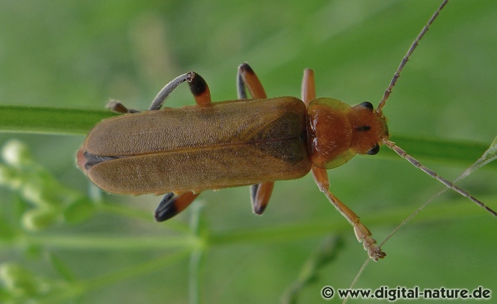 Variabler Weichkäfer Cantharis livida