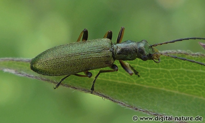 Chrysanthia geniculata (syn. nigricornis)
