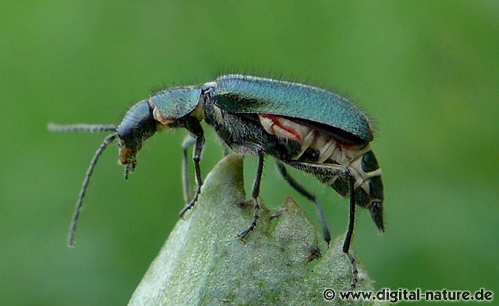 Zipfelkäfer Cordylepherus viridis