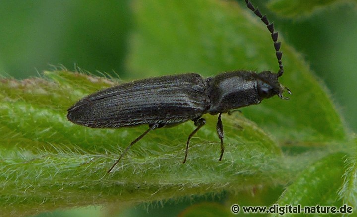 Schwarzer Zwerg-Schnellkäfer (Kibunea minutus)