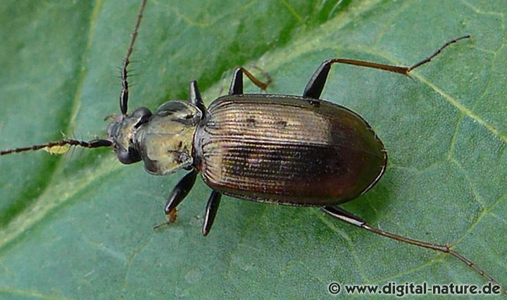 Krummhornkäfer oder Borstenhornläufer