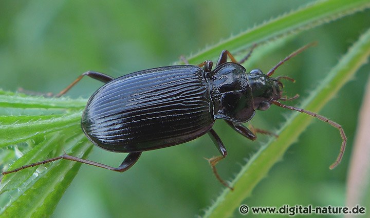Nebria brevicollis