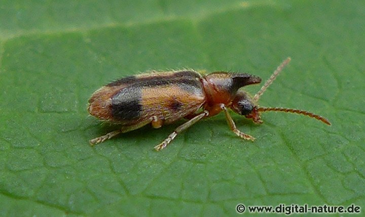 Gemeiner Einhornkäfer Notoxus monoceros