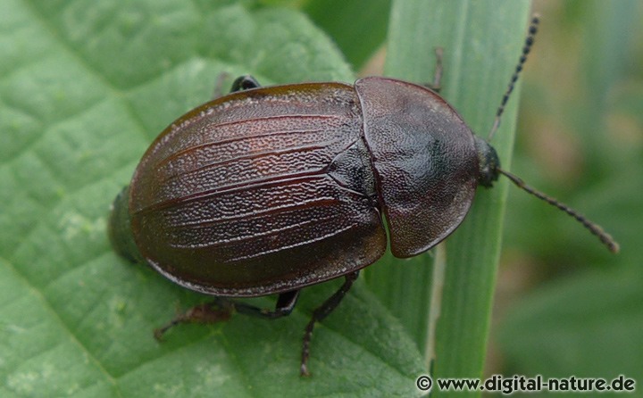 Schwarzer Schneckenjäger Phosphuga atrata
