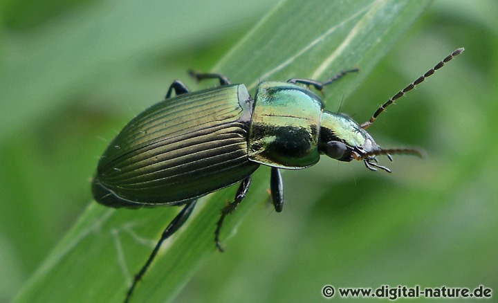 Glatthalsiger Buntgrabläufer Poecilus versicolor
