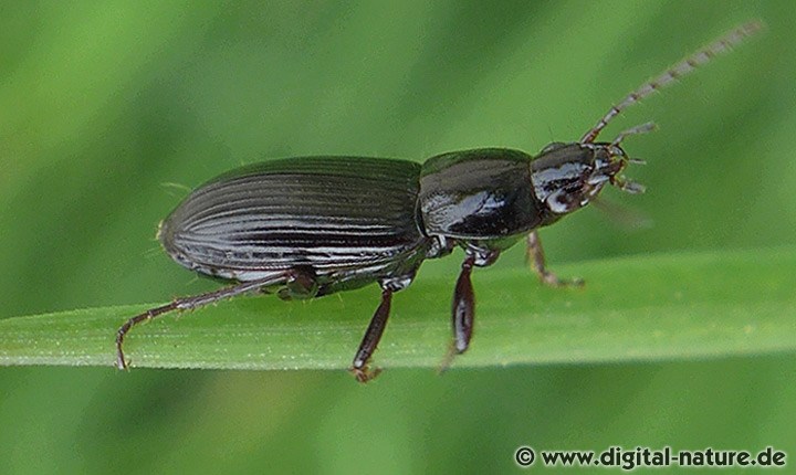 Frühlings-Grabkäfer Pterostichus vernalis