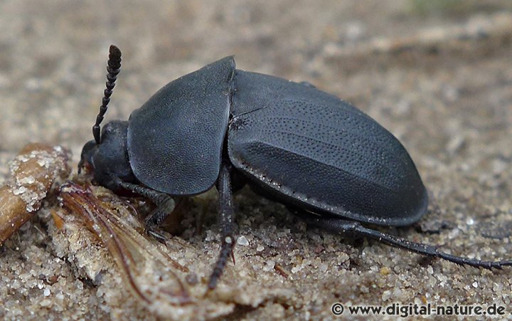 Silpha obscura lebt überwiegend von Aas