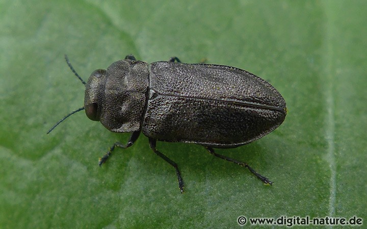 Kiefernprachtkäfer Anthaxia quadripunctata oder godeti
