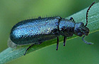Blauer Wollhaarkäfer
