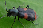 Anthocomus fasciatus