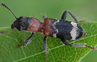 Thanasimus formicarius