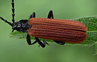 Platycis minutus