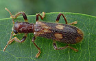 Opilo mollis