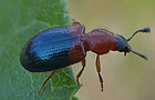 Necrobia ruficollis