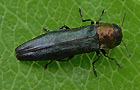 Agrilus pratensis