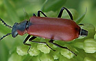 Anthocomus rufus