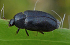 Attagenus unicolor