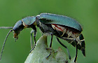 Cordylepherus viridis
